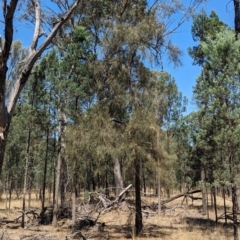 Allocasuarina luehmannii (Bulloak) at Kentucky State Forest - 11 Feb 2024 by Darcy