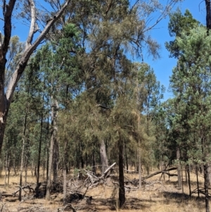 Allocasuarina luehmannii at Kentucky State Forest - 11 Feb 2024