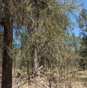 Allocasuarina luehmannii at Kentucky State Forest - 11 Feb 2024