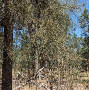 Allocasuarina luehmannii at Kentucky State Forest - 11 Feb 2024 01:34 PM