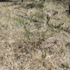 Acacia acinacea (Gold Dust Wattle) at Kentucky State Forest - 11 Feb 2024 by Darcy