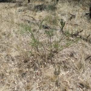 Acacia acinacea at Kentucky State Forest - 11 Feb 2024 01:35 PM