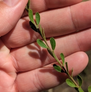 Acacia acinacea at Kentucky State Forest - 11 Feb 2024 01:35 PM