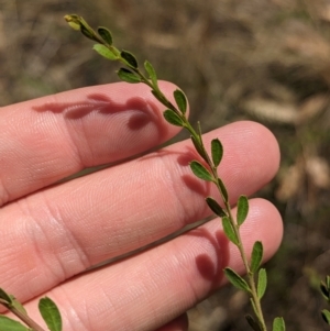 Acacia acinacea at Kentucky State Forest - 11 Feb 2024 01:35 PM