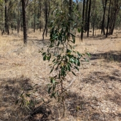 Acacia pycnantha (Golden Wattle) at Kentucky State Forest - 11 Feb 2024 by Darcy