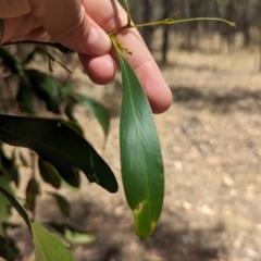 Acacia pycnantha at Kentucky State Forest - 11 Feb 2024