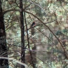 Petroica goodenovii (Red-capped Robin) at Kentucky State Forest - 11 Feb 2024 by Darcy