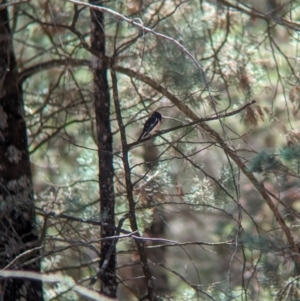 Petroica goodenovii at Kentucky State Forest - 11 Feb 2024 01:42 PM