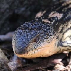 Tiliqua nigrolutea (Blotched Blue-tongue) at QPRC LGA - 11 Feb 2024 by Csteele4