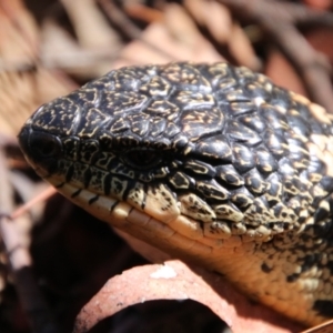 Tiliqua nigrolutea at QPRC LGA - 11 Feb 2024