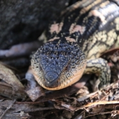 Tiliqua nigrolutea at QPRC LGA - 11 Feb 2024