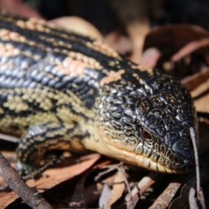 Tiliqua nigrolutea at QPRC LGA - 11 Feb 2024