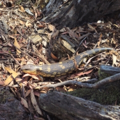 Tiliqua nigrolutea at QPRC LGA - 11 Feb 2024