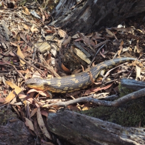 Tiliqua nigrolutea at QPRC LGA - 11 Feb 2024