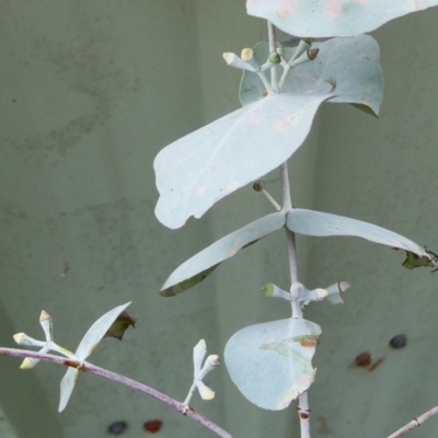Eucalyptus cinerea subsp. cinerea (Argyle Apple) at Windellama, NSW - 10 Feb 2024 by peterchandler
