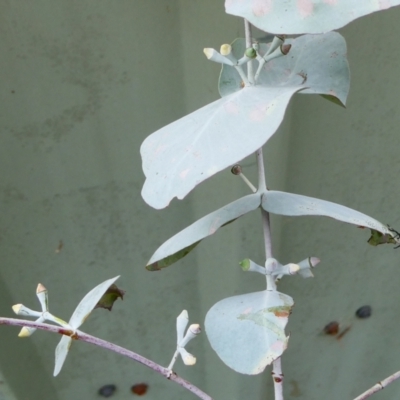 Eucalyptus cinerea subsp. cinerea (Argyle Apple) at SCR380 at Windellama - 11 Feb 2024 by peterchandler
