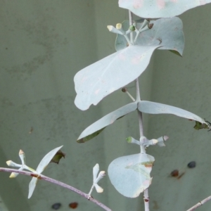 Eucalyptus cinerea subsp. cinerea at SCR380 at Windellama - 11 Feb 2024