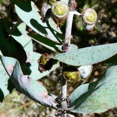 Dolichoderus sp. (genus) (A dolly ant) at Windellama, NSW - 19 Jan 2024 by peterchandler