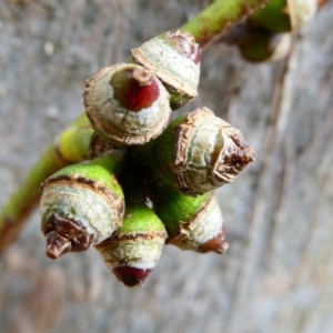 Eucalyptus amplifolia subsp. amplifolia at SCR380 at Windellama - suppressed