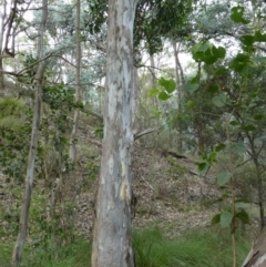 Eucalyptus amplifolia subsp. amplifolia at SCR380 at Windellama - 11 Feb 2024