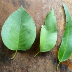 Eucalyptus amplifolia subsp. amplifolia at SCR380 at Windellama - 11 Feb 2024