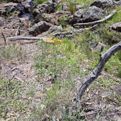 Hypericum perforatum (St John's Wort) at Mount Majura - 11 Feb 2024 by abread111