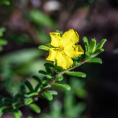 Hibbertia praemorsa (Bundanoon Guinea Flower) at Bundanoon, NSW - 13 Feb 2024 by Boobook38