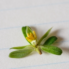 Hibbertia praemorsa at Bundanoon - 13 Feb 2024 03:30 PM