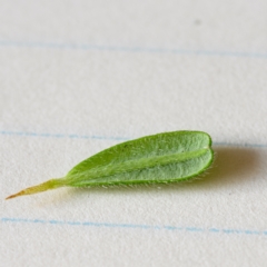 Hibbertia praemorsa at Bundanoon - 13 Feb 2024 03:30 PM