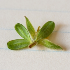 Hibbertia praemorsa at Bundanoon - 13 Feb 2024 03:30 PM
