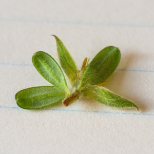 Hibbertia praemorsa at Bundanoon - 13 Feb 2024 03:30 PM