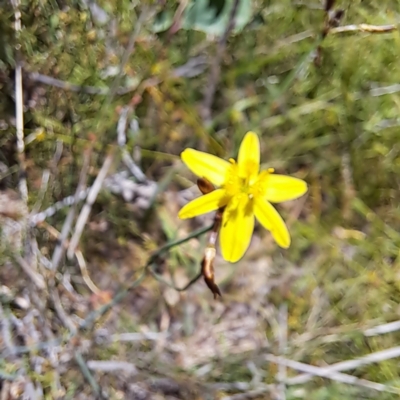 Tricoryne elatior (Yellow Rush Lily) at Mount Majura (MMS) - 11 Feb 2024 by abread111