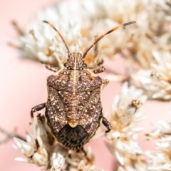 Poecilometis strigatus (Gum Tree Shield Bug) at Bluett's Block (BBL) - 11 Feb 2024 by SWishart