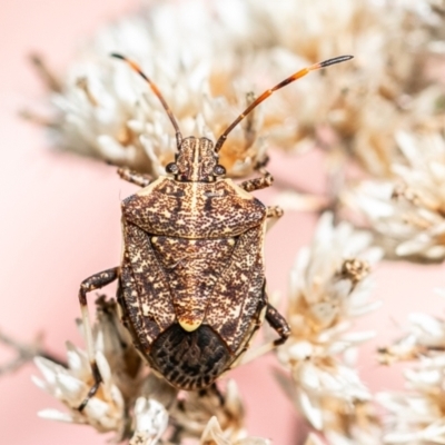 Poecilometis strigatus (Gum Tree Shield Bug) at Piney Ridge - 11 Feb 2024 by SWishart