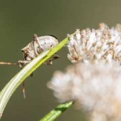 Poecilometis strigatus at Bluett's Block (BBL) - 11 Feb 2024