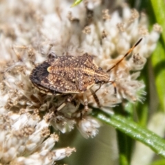 Poecilometis strigatus at Bluett's Block (BBL) - 11 Feb 2024