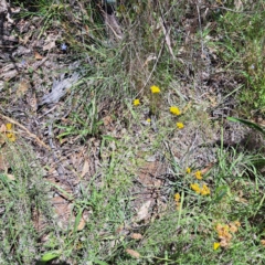 Chrysocephalum semipapposum (Clustered Everlasting) at Mount Majura (MMS) - 11 Feb 2024 by abread111