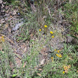 Chrysocephalum semipapposum at Mount Majura (MMS) - 11 Feb 2024 01:45 PM