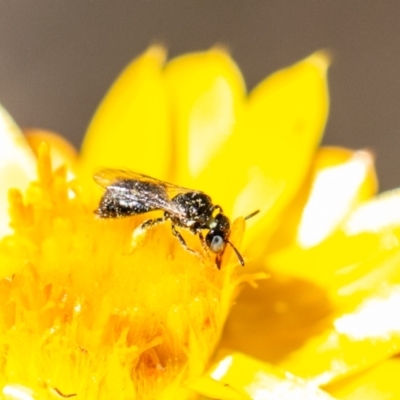 Exoneurella lawsoni at Denman Prospect, ACT - 11 Feb 2024 by SWishart