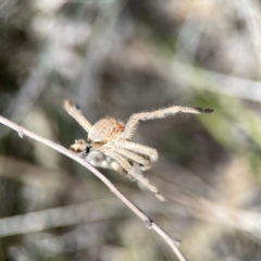 Neosparassus sp. (genus) at Yarralumla, ACT - 11 Feb 2024 by Hejor1