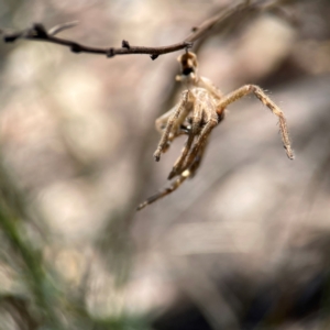 Neosparassus calligaster at Black Mountain - 11 Feb 2024