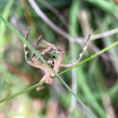 Neosparassus sp. (genus) (Unidentified Badge huntsman) at Black Mountain - 11 Feb 2024 by Hejor1