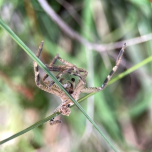 Neosparassus sp. (genus) at Point 5204 - 11 Feb 2024