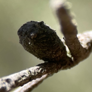 Cryptocephalinae (sub-family) at Black Mountain - 11 Feb 2024