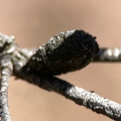 Cryptocephalinae (sub-family) at Black Mountain - 11 Feb 2024 01:40 PM