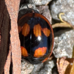 Paropsisterna beata (Blessed Leaf Beetle) at Yarralumla, ACT - 11 Feb 2024 by Hejor1