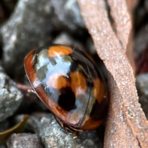 Paropsisterna beata at Point 5204 - 11 Feb 2024