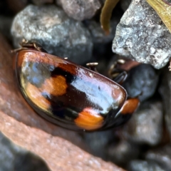 Paropsisterna beata at Point 5204 - 11 Feb 2024