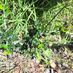 Olea europaea subsp. cuspidata (African Olive) at Mount Majura (MMS) - 11 Feb 2024 by abread111