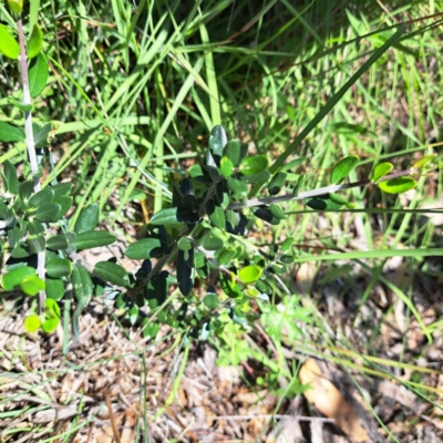 Olea europaea subsp. cuspidata (African Olive) at Hackett, ACT - 11 Feb 2024 by abread111